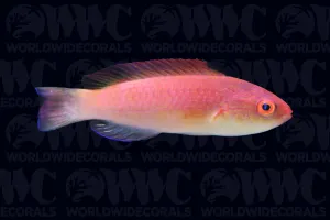 Hooded Flame Fairy Wrasse - New Caledonia